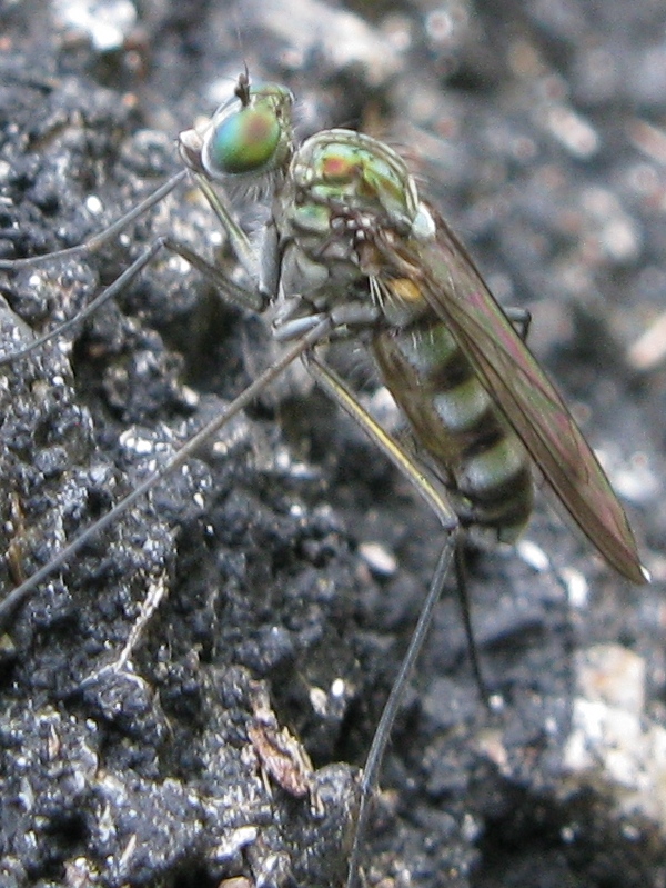 Liancalus virens, Dolichopodidae